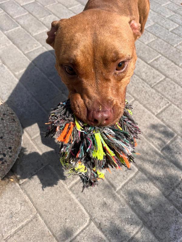 ALMA BELLISSIMA PIT Foto 6